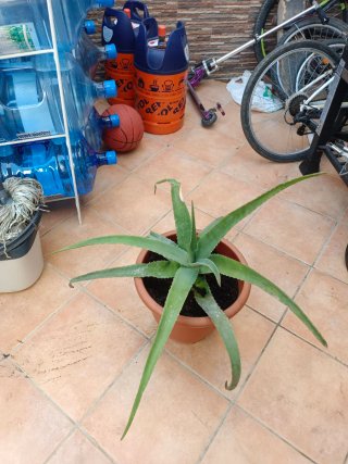 Maceta Grande Aloe Vera