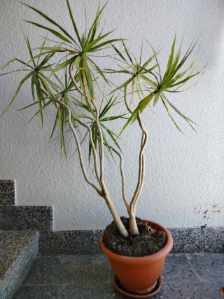 Planta de interior Drácena