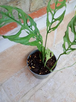 Monstera Perú