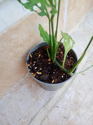Monstera Perú