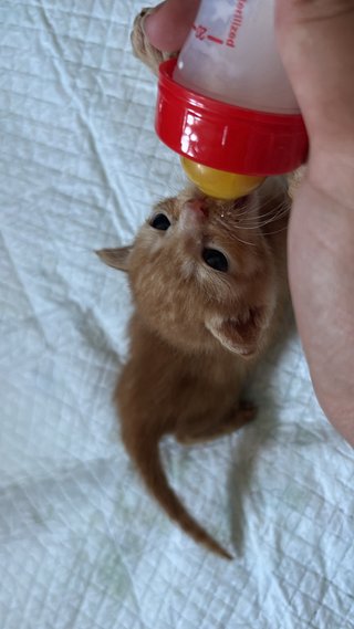 Cuido tu mascota!!