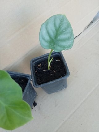 Lote 2 Alocasia