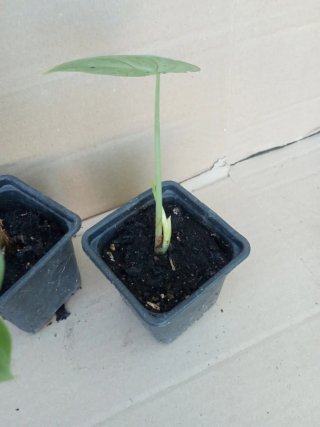 Lote 2 Alocasia
