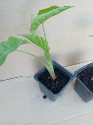 Lote 2 Alocasia