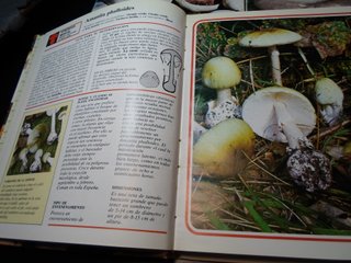 Lote 3 Libri I Funghi dalla A alla Z