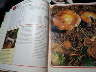 Lote 3 Libri I Funghi dalla A alla Z