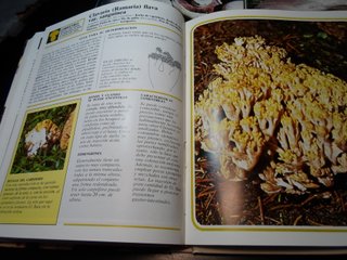 Lote 3 Libri I Funghi dalla A alla Z