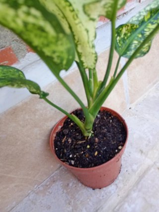 Aglaonema
