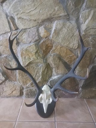 Trofeos decorativos