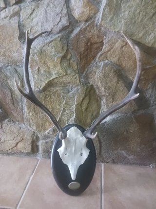 Trofeos decorativos