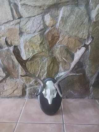 Trofeos decorativos