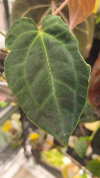 Anthurium (papX x pap x-one) var x carlablackiae