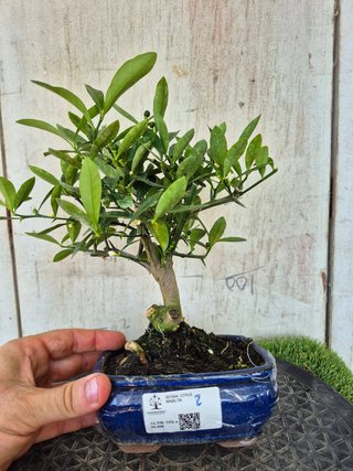 Bonsái Citrus Kinzu 7A2