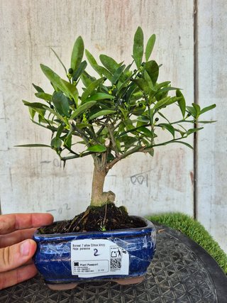 Bonsái Citrus Kinzu 7A2