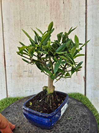 Bonsái Citrus Kinzu 7A2