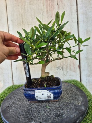 Bonsái Citrus Kinzu 7A2