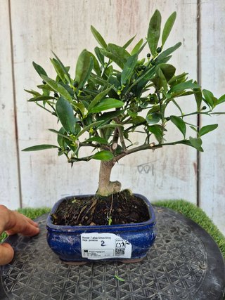 Bonsái Citrus Kinzu 7A2