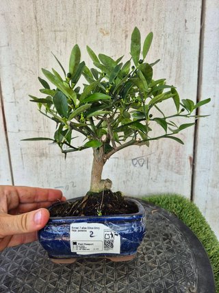 Bonsái Citrus Kinzu 7A2