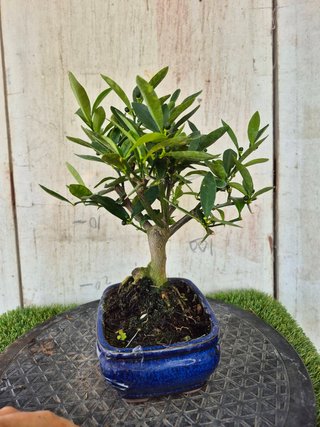 Bonsái Citrus Kinzu 7A2