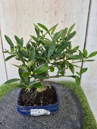 Bonsái Citrus Kinzu 7A2
