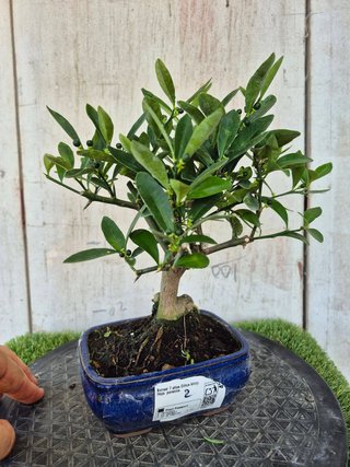 Bonsái Citrus Kinzu 7A2