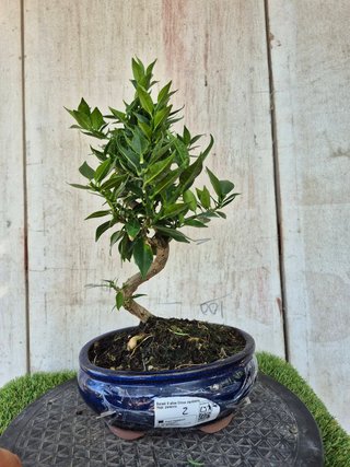 Bonsái Citrus Myrtifolia 9A2