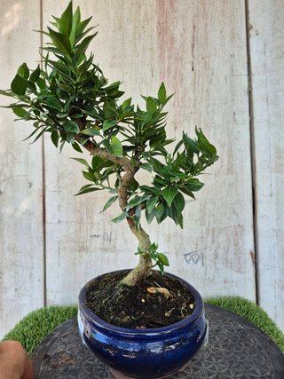 Bonsái Citrus Myrtifolia 9A2