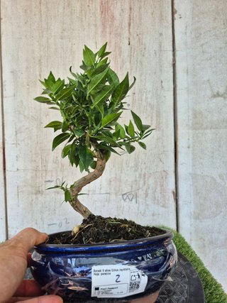 Bonsái Citrus Myrtifolia 9A2