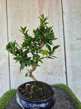 Bonsái Citrus Myrtifolia 9A2