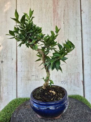 Bonsái Citrus Myrtifolia 9A2