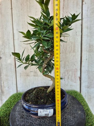 Bonsái Citrus Myrtifolia 9A2