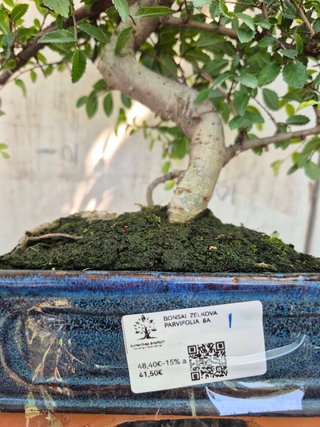 Bonsái Zelkova Parvifolia 8A1