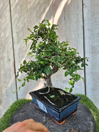 Bonsái Zelkova Parvifolia 8A1