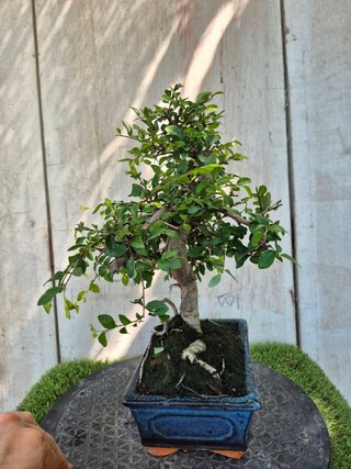 Bonsái Zelkova Parvifolia 8A1