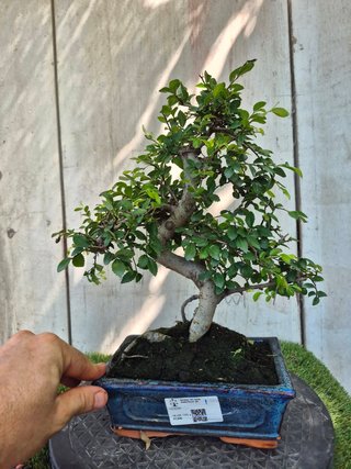 Bonsái Zelkova Parvifolia 8A1