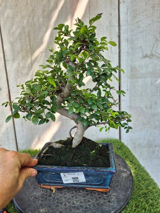 Bonsái Zelkova Parvifolia 8A1