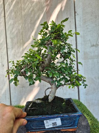 Bonsái Zelkova Parvifolia 8A1