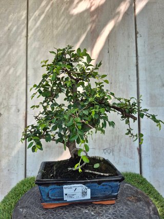 Bonsái Zelkova Parvifolia 8A1