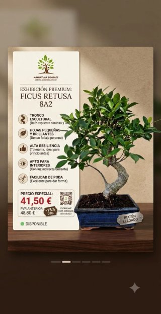 Bonsái Ficus Retusa 8A2