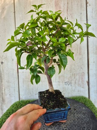 Bonsái Bougainvillea Glabra 5A2