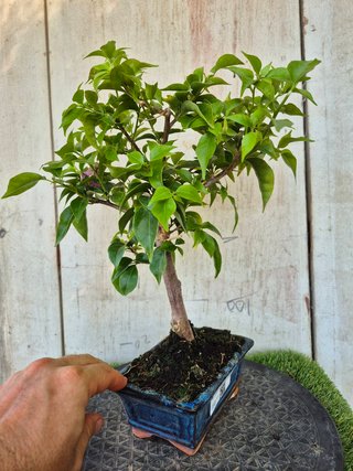 Bonsái Bougainvillea Glabra 5A2