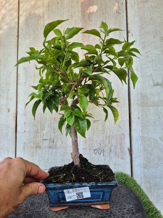 Bonsái Bougainvillea Glabra 5A2