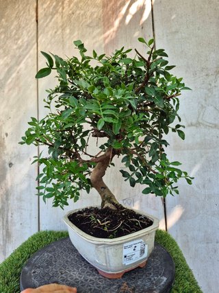 Bonsái Pistacia Lentiscus 12A2