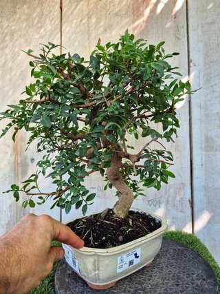 Bonsái Pistacia Lentiscus 12A2