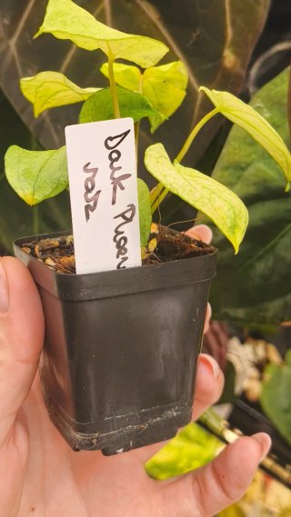 Anthurium Dark Phoenix Mint
