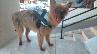 Cuidado de perros.