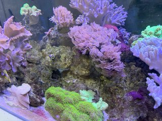 Acuario Marino Completo