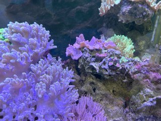 Acuario Marino Completo