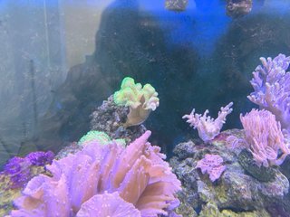 Acuario Marino Completo