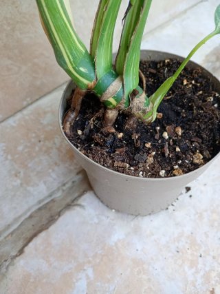 Monstera Thai Constellation